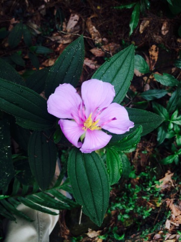 edc dinghushan 20160510 3 2