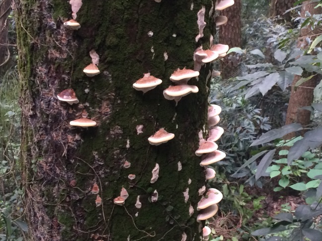 edc dinghushan 20160510 3 3